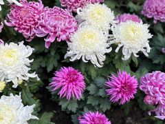 -上海共青森林公园