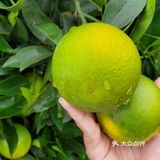 原产地果品推荐-云南冰糖橙