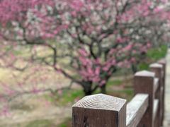 -梅花山(明孝陵内)