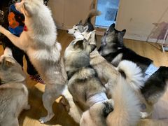 -Husky Go! 哈士奇体验馆·宠物咖啡厅狗咖