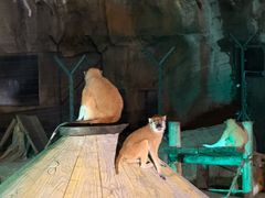 -大连森林动物园