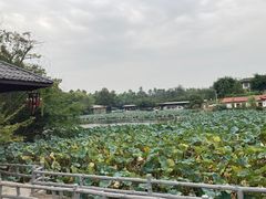 -巴山·烤全羊(高新总店)