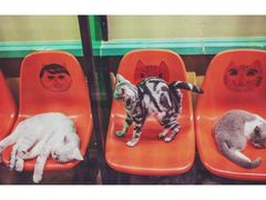 -猫咪博物馆(顶澳仔猫街店)