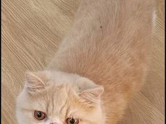 -滚猫咖啡·猫咖·猫友好撸猫(未来城店)