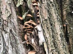 -昆山城市生态森林公园