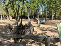 -大连森林动物园