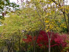-贡湖湾湿地公园