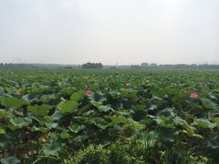 -荷塘月色湿地公园·向阳花洲