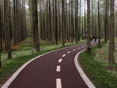 -黄海国家森林公园