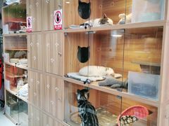 -喵百万·布偶·蓝金金渐层英短·猫舍(百子湾店)