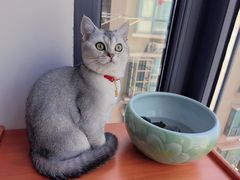 -艾贝尔宠物医院·狂犬免疫点(江山金象城店)