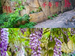 -龙口南山旅游景区