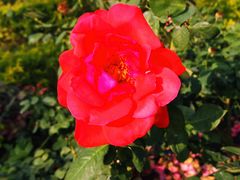 -亚龙湾国际玫瑰谷