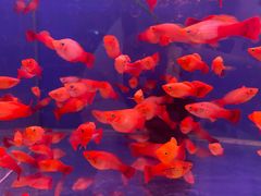 -山东柏宁水族批发广场