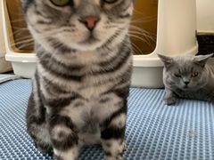 -Catmate·猫肥家润(金润铂宫店)