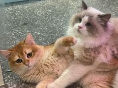 -大型宠物商超·宠海王国·宠物猫狗活体·用品·美容(新世界百货重庆店)