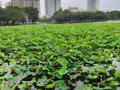 -荔湾湖公园
