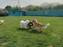 -趣玩宠物乐园寄养训犬训狗游泳池