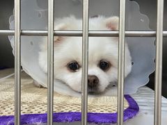 -萌兽医馆·绝育·24小时内科·宠物医院(德胜店)