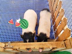 -萌宠亲子动物乐园(槐房万达店)