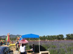 -北京东方普罗旺斯薰衣草庄园