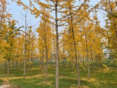 -汉长安城未央宫国家考古遗址公园