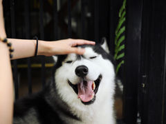 -TrueLove @ Neverland (Husky Cafe)