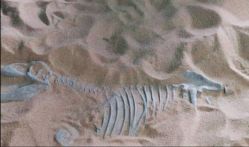 -恐龙探索乐园(磁器口店)