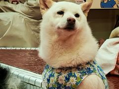 -和它·交个朋友·狗咖猫咖(爱琴海店)