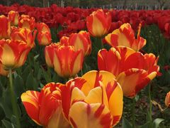 -大宁郁金香公园-停车场