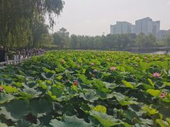 -莲花池公园