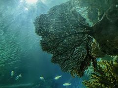 -上海海洋水族馆