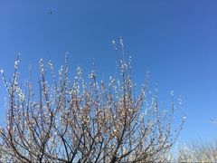 -香雪海