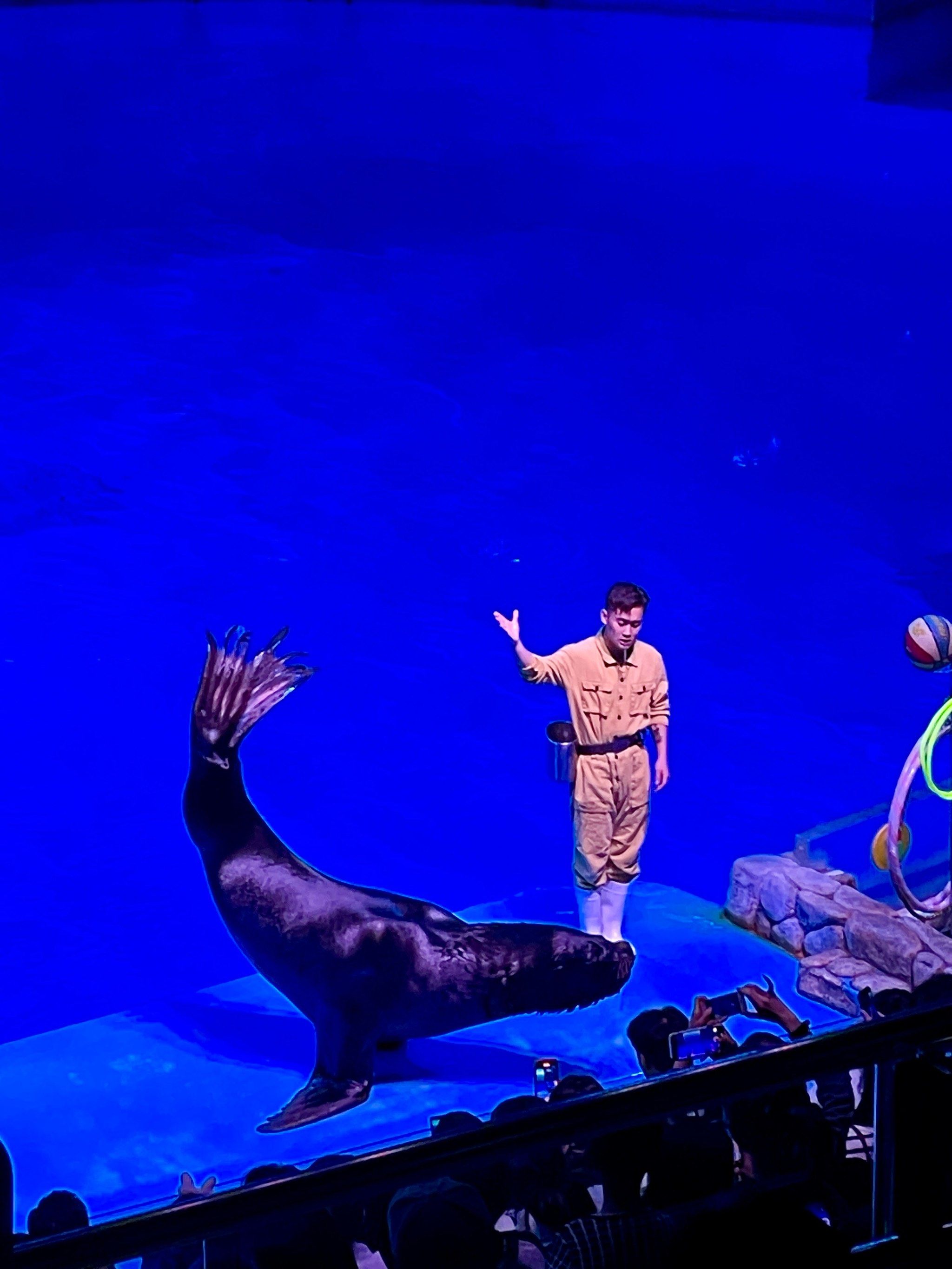 芜湖大白鲸海洋公园游玩攻略!速98住!73