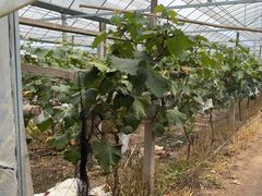 -马陆小张葡萄园农家乐