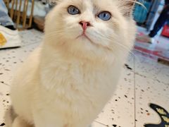 -喵喵咪呀布偶猫咖(春熙路店)