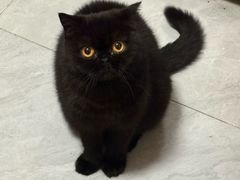 -纳吉亚猫专科动物医院·北北分院