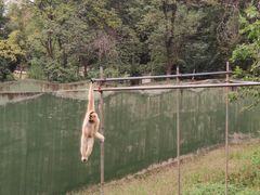 -合肥野生动物园