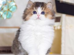 -小猫来了·猫舍(红山六九七九店)