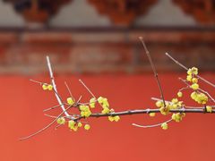 -报恩寺(平武县)