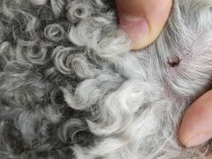 -北京恒爱动物医院(清景园分院)