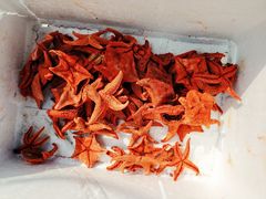 -日照世帆赛基地