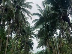 -东郊椰林
