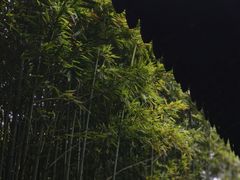 -秋霞圃