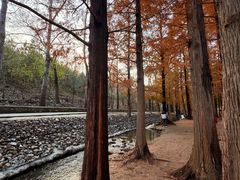 -白水寺森林公园