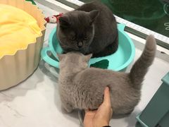 -BABYDOG宝贝狗宠物乐园(欧洲城店)