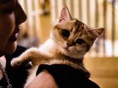 -猫宠乐园·专业洗护