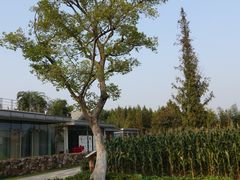 -田园东方蜜桃村的田野营地
