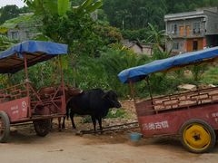 特色交通工具——牛车-扬美古镇景区