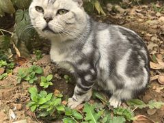-西安大兴善寺